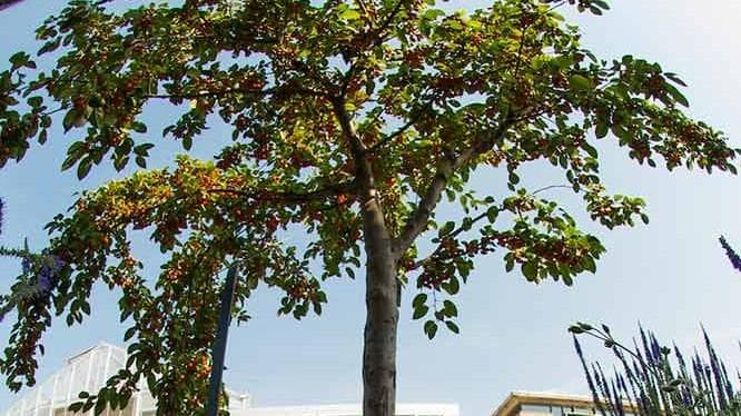 Tree on the grounds of Denver Botanic Gardens