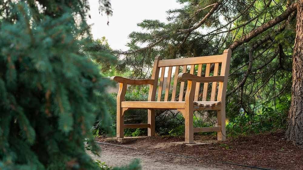 Tree on the grounds of Denver Botanic Gardens